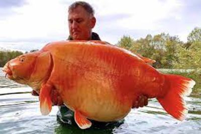 News,Biggest goldfish,Orange goldfish,Goldfish France,World's biggest goldfish,