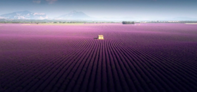 South,France,Lavender,Fields,View,Viral,South,France,Lavender,Fields,View,Viral,South,France,Lavender,Fields,View,Viral,South,France,Lavender,Fields,View,Viral,South,France,Lavender,Fields,View,Viral,Viral,View,Fields,Lavender,France,South,