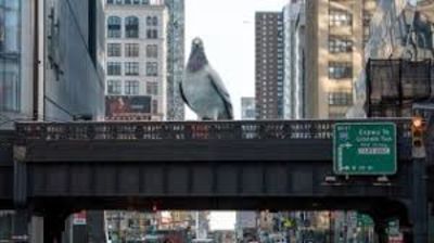 Viral,High line,New York,Pigeon Sculpture,