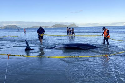 News,new zealand,stranded sea mammals new zealand,new zealand whales,stranded whales new zealand,