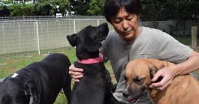 Viral,Shelter,Rehabilitation,Dogs,Angressive,Ferrari,Japan,