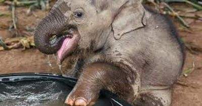 Viral,joy,Water,Bath,Baby Elephant,Baby Chaba,Viral,joy,Water,Bath,Baby Elephant,Baby Chaba,Viral,joy,Water,Bath,Baby Elephant,Baby Chaba,Viral,joy,Water,Bath,Baby Elephant,Baby Chaba,