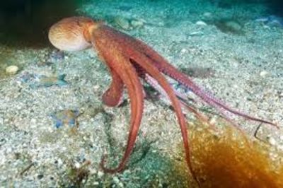 Offsprings,Octopus,Mother,Ocean,Viral,Offsprings,Octopus,Mother,Ocean,Viral,Offsprings,Octopus,Mother,Ocean,Viral,Offsprings,Octopus,Mother,Ocean,Viral,Offsprings,Octopus,Mother,Ocean,Viral,Offsprings,Octopus,Mother,Ocean,Viral,Offsprings,Octopus,Mother,Ocean,Viral,Offsprings,Octopus,Mother,Ocean,Viral,Offsprings,Octopus,Mother,Ocean,Viral,Viral,Ocean,Mother,Octopus,Offsprings,
