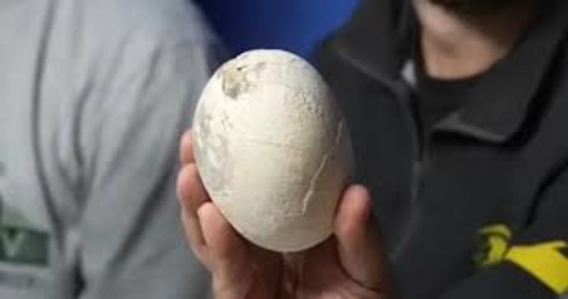 Paleontologists,Dinosaur Egg,Argenitina,Viral,Paleontologists,Dinosaur Egg,Argenitina,Viral,Paleontologists,Dinosaur Egg,Argenitina,Viral,Viral,Argenitina,Dinosaur Egg,Paleontologists,