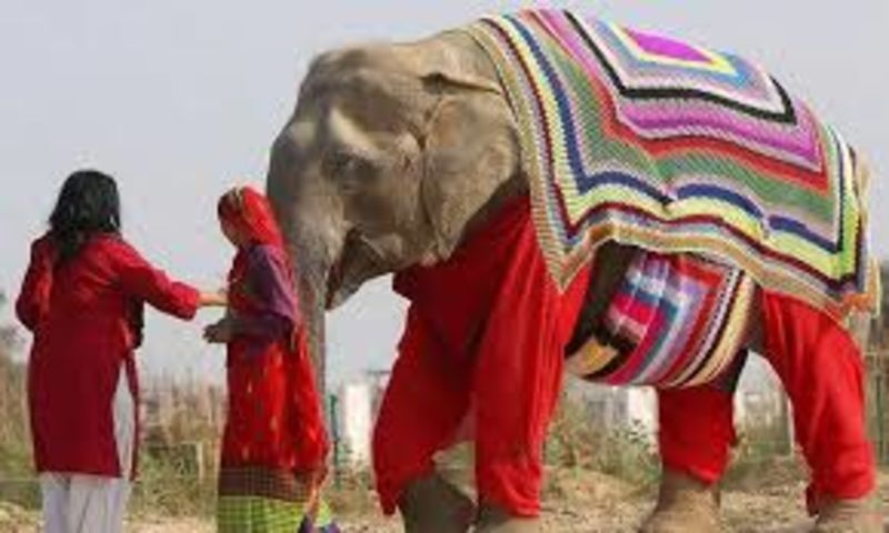 Viral,Hand knitted,Sweaters,Sanctuary,Elephants,Rescued,