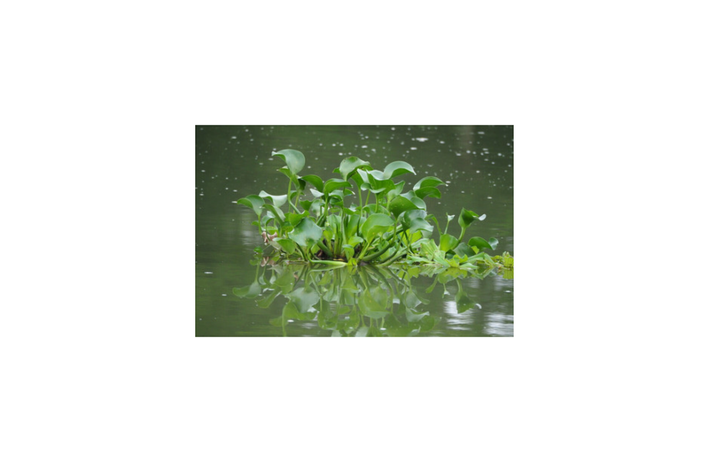 News, Water Pollution, Gauteng Water Security, Johannesburg Water Supply, Vaal Dam,Vaal River,