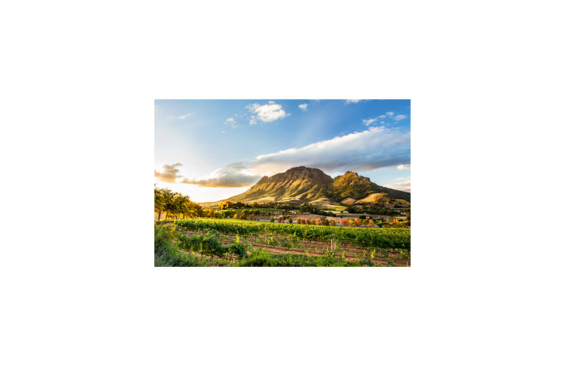 News, Robertson Valley Floods, Wine Industry Resilience, 2026 Wine Harvest, Cape Winelands Storms,South African Wine,